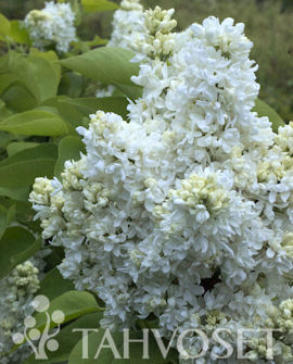 Tuotekuva-Mme LEMOINE JALOSYREENI