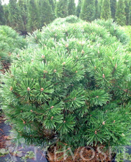 Tuotekuva-MOPS KÄÄPIÖVUORIMÄNTY