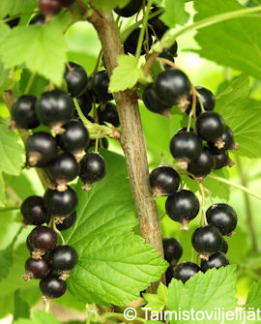 Tuotekuva-MORTTI MUSTAHERUKKA FinE