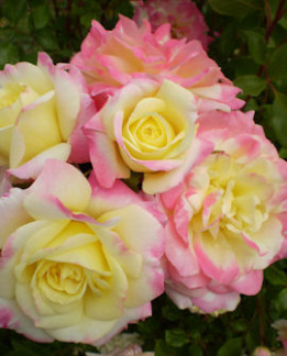 Tuotekuva-MUSIC BOX RUUSU