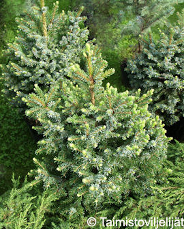 Tuotekuva-NANA KÄÄPIÖSERBIANKUUSI