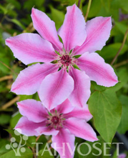 Tuotekuva-NELLY MOSER LOISTOKÄRHÖ