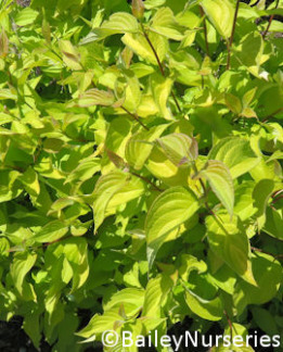 Tuotekuva-NEON BURST™ PENSASKANUKKA