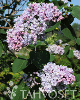 Tuotekuva-NORRFJÄRDEN JALOSYREENI