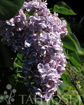 Tuotekuva-NORRFJÄRDEN JALOSYREENI