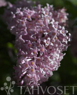 Tuotekuva-NUOKKUSYREENI