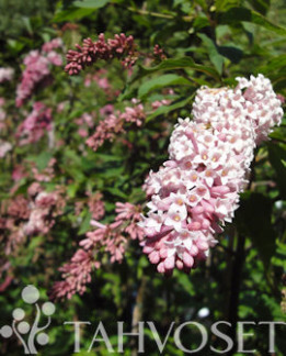 Tuotekuva-NUOKKUSYREENI rungollinen