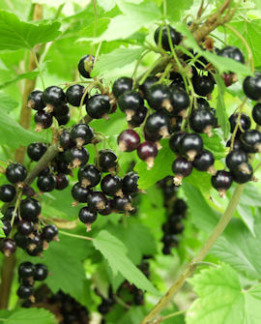 Tuotekuva-OLA MUSTAHERUKKA