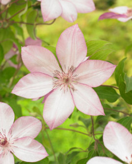 Tuotekuva-OMOSHIRO LOISTOKÄRHÖ