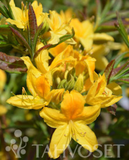 Tuotekuva-ONNIMANNI PUISTOATSALEA FinE