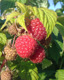 Tuotekuva-OTTAWA VADELMA FinE