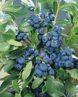 Tuotekuva-PATRIOT PENSASMUSTIKKA