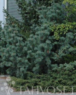 Tuotekuva-PENSASSEMBRA