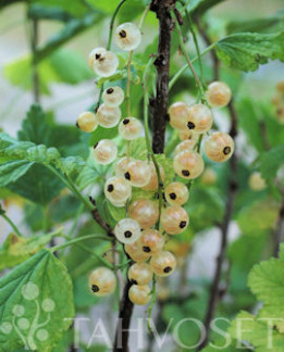 Tuotekuva-PIIKKIÖN HELMI VALKOHERUKKA