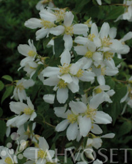 Tuotekuva-PIKKUJASMIKE