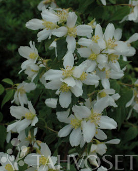 Tuotekuva-PIKKUJASMIKE