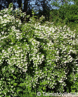 Tuotekuva-PIKKUJASMIKE