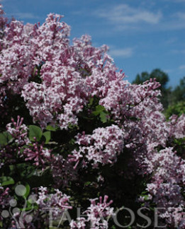 Tuotekuva-PALIBIN PIKKUSYREENI