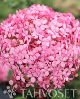 Tuotekuva-PINK ANNABELLE® PALLOHORTENSIA