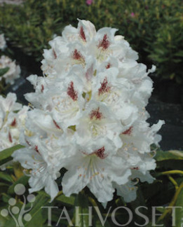 Tuotekuva-PMA TIGERSTEDT ALPPIRUUSU