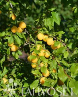 Tuotekuva-PODAROK KIRSIKKALUUMU