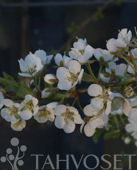 Tuotekuva-PODAROK KIRSIKKALUUMU