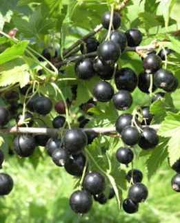 Tuotekuva-POHJAN JÄTTI MUSTAHERUKKA