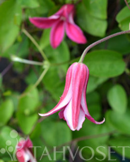 Tuotekuva-PRINCESS DIANA TARHALYHTYKÄRHÖ