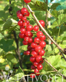 Tuotekuva-PUNAHILKKA PUNAHERUKKA FinE