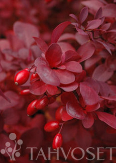 Tuotekuva-PURPPURAHAPPOMARJA