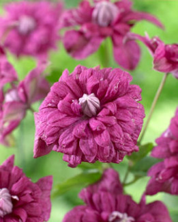 Tuotekuva-PURPUREA PLENA ELEGANS VIINIKÄRHÖ