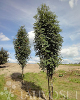 Tuotekuva-PYLVÄSPIHLAJA