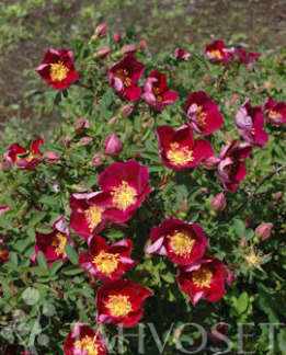 Tuotekuva-RED NELLY TARHAPIMPINELLARUUSU