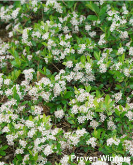 Tuotekuva-REVONTULI SPREADER MUSTA-ARONIA