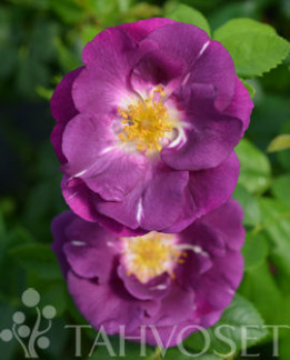 Tuotekuva-RHAPSODY IN BLUE RUUSU