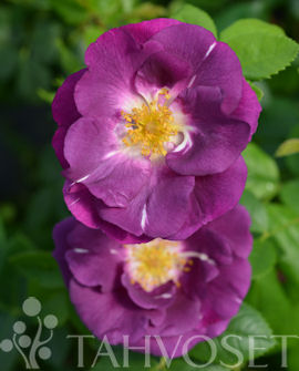 Tuotekuva-RHAPSODY IN BLUE RUUSU