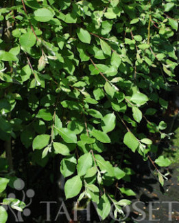 Tuotekuva-RIIPPARAITA