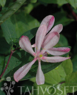 Tuotekuva-ROSEA RUSOKUUSAMA