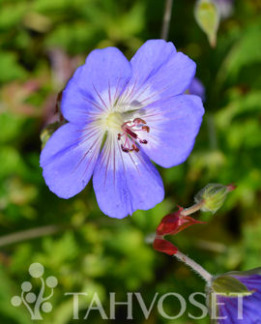 Tuotekuva-ROZANNE JALOKURJENPOLVI