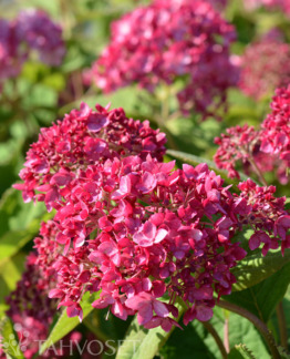 Tuotekuva ruby_annabelle_pallohortensia_pw