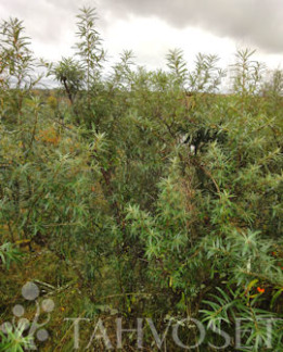 Tuotekuva-RUDOLF hede TYRNI