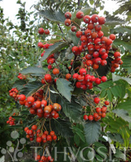 Tuotekuva-RUOTSINPIHLAJA