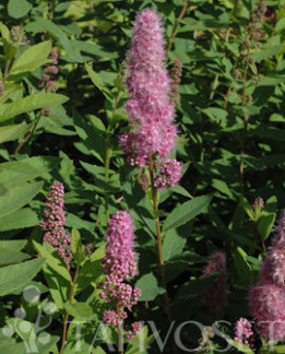 Tuotekuva-RUSOPAJUANGERVO