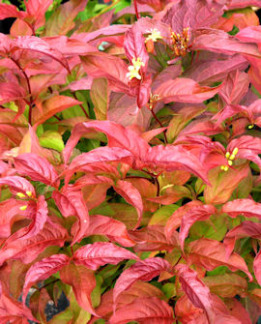 Tuotekuva-RUSOVUOHENKUUSAMA