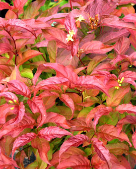 Tuotekuva-RUSOVUOHENKUUSAMA