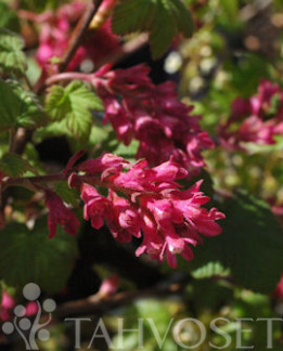 Tuotekuva-RUUSUHERUKKA