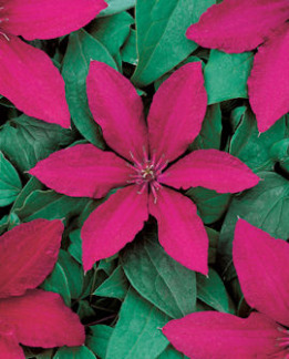 Tuotekuva-RÜÜTEL LOISTOKÄRHÖ