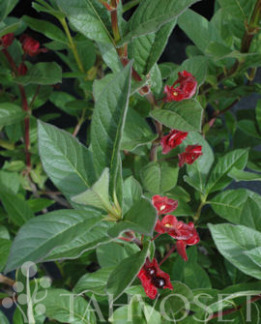 Tuotekuva-SADUNKUUSAMA FinE