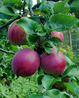 Tuotekuva-SAFRAN POHJOLA OMENA