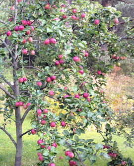 Tuotekuva-SAFRAN POHJOLA OMENA
